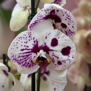 Phalaenopsis Spoted Harlequin 11 cm