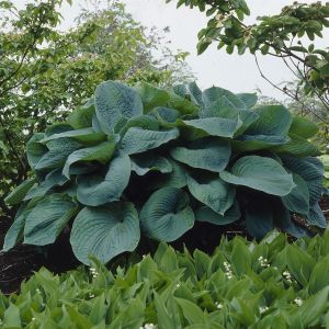 Hosta Big Daddy 9 cm