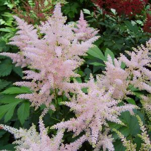 Astilbe Japonica Europa Bare Root