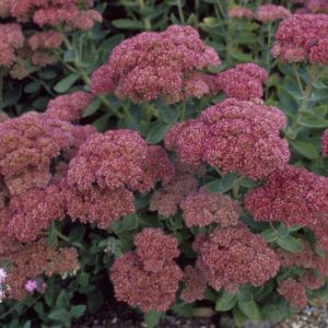 Sedum autumn joy Bare Root