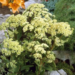 Sedum Green Flowering Bare Root
