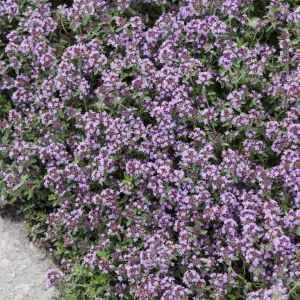 Thymus Serpyllum 9 cm