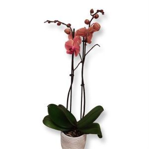 Phalaenopsis Peach 11 cm