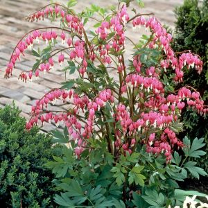 Dicentra spectabilis Red P15
