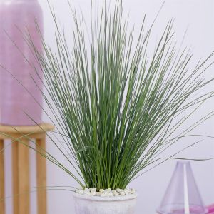 Juncus effusus Pencil Grass P14