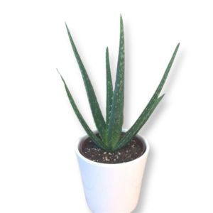 Aloe Vera 13 cm