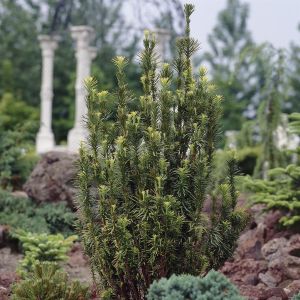 Taxus baccata Fastigiata 9 cm pot