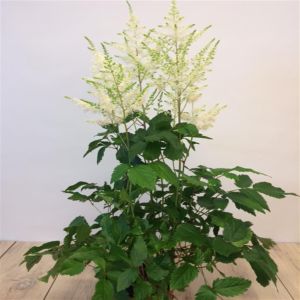 Astilbe arendsii White 15 cm pot