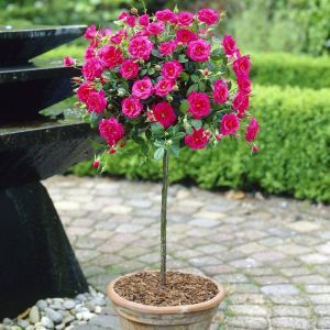 Standard Pot Rose Pink 100/130 cm