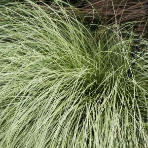 Carex morrowii Variegata