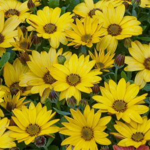 Osteospermum Yellow P11