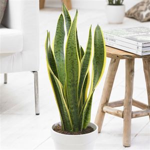 Sansevieria trifasciata Laurentii P17