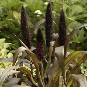 Pennisetum Purple Baron  60 cm