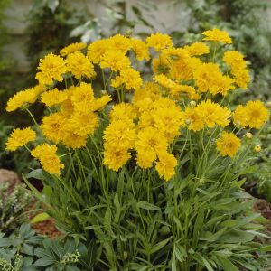 Coreopsis Grandiflorum Early Sunrise P13