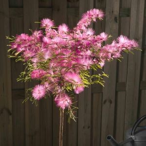 Standard Calliandra