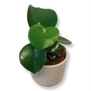 Peperomia polybot Raindrop 12 cm