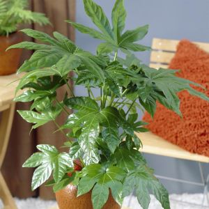 Fatsia Japonica 13 cm pot