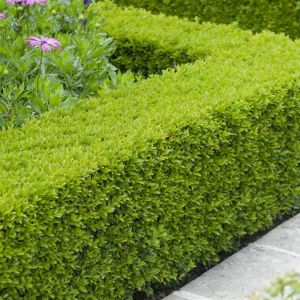 Buxus sempervirens Hedge 15 cm Pot x 5