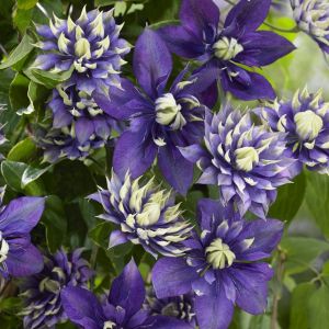 Clematis Taiga 11 cm
