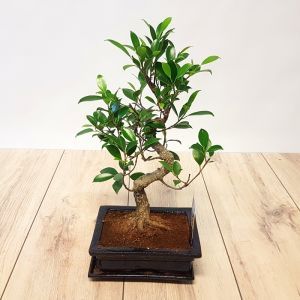 Bonsai Ficus 20 cm pot S Style