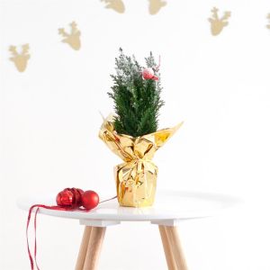 Ellwoodii versierd Sneeuw 35 cm Goud Folie