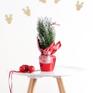 Ellwoodii versierd Sneeuw 35 cm Rood Folie