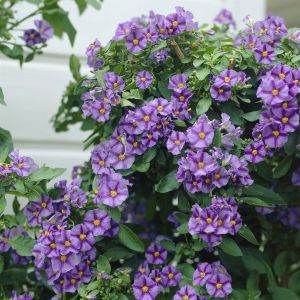 Solanum rantonetti 9 cm potr