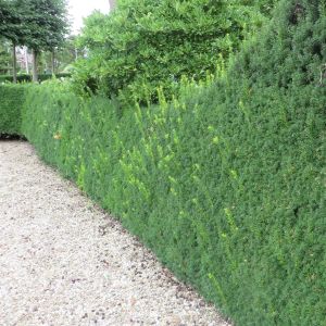 Taxus media Hicksii 20170803-3.JPG