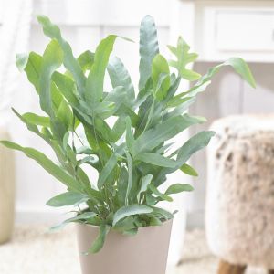 Phlebodium aureum Blue Star 17 cm