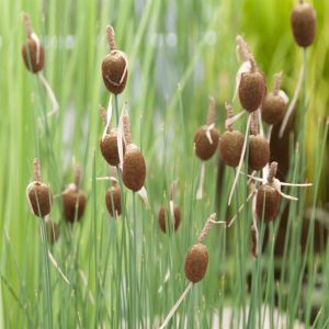 Typha Minima Plastic Basket 18 cm