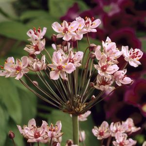 Butomus umbellatus