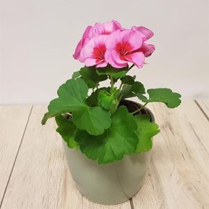 Pelargonium zonale Bicolor 10 cm Pot