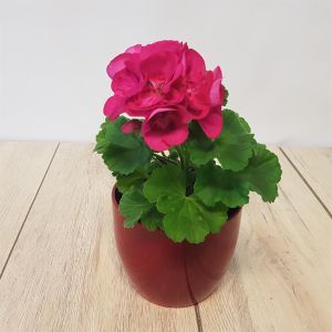 Pelargonium zonale Purple 10 cm Pot