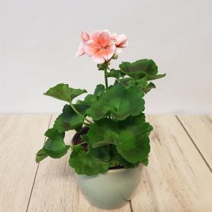 Pelargonium zonale Pink 10 cm Pot