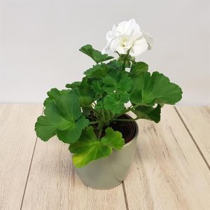 Pelargonium zonale White 10 cm Pot