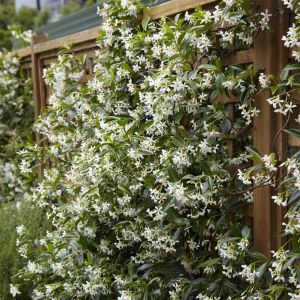 Trachelospermum Jasminoides P9