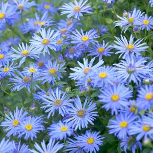 Aster frikartii 'Monch' 9 cm pot
