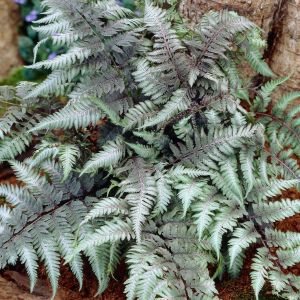 Athyrium niponicum pictum 9 cm pot