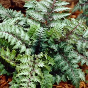 Athyrium niponicum 'Ursula's Red' 9 cm pot