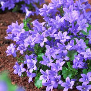 Campanula portenschlagiana Ocean 11 cm pot