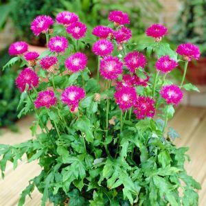 Centaurea dealbata 9 cm pot