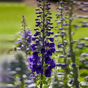 Delphinium Black Knight 9 cm pot