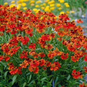 Helenium Moerheim Beauty 9 cm pot