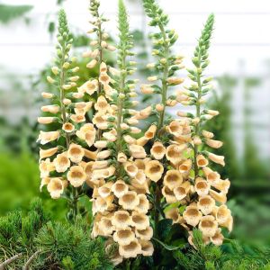 Digitalis purpurea Peach
