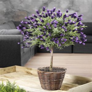 Lavendel Stoechas op Stam