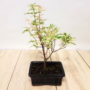 Bonsai Acer variegated  15 cm pot