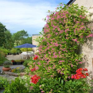 Trachelospermum Jasminoides Pink P9