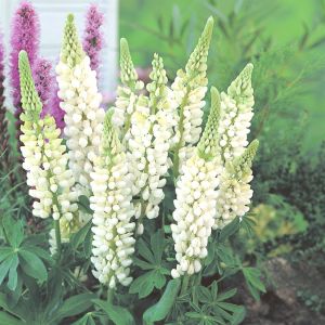 Lupine White 17 cm Pot