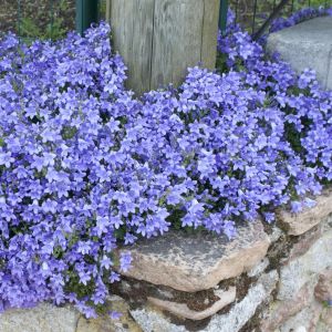 Campanula portenschlagiana Dark Take 12 cm