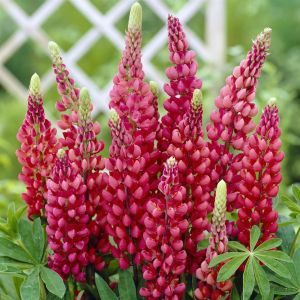 Lupine Red 9 cm Pot